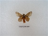 藏品(銀肩枯葉蛾)的圖片